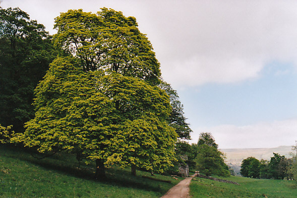 Birks Wood