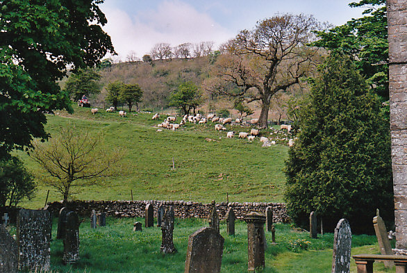 Gathering sheep
