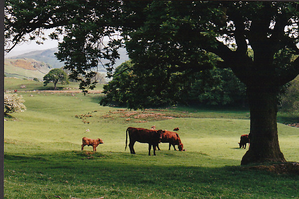 New Hall pasture