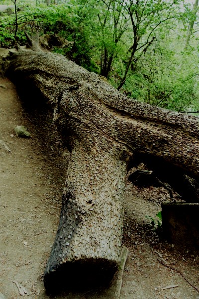 Penny tree