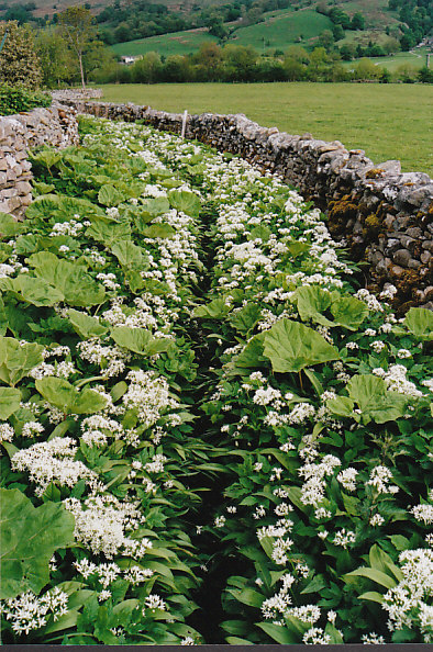 Ramson path